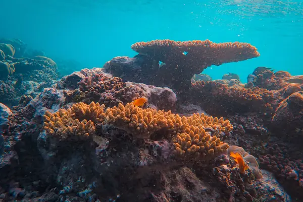 Des coraux et de petits poissons orange sur un récif