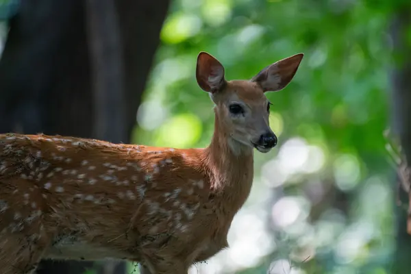 Un faon dans une forêt ensoleillée